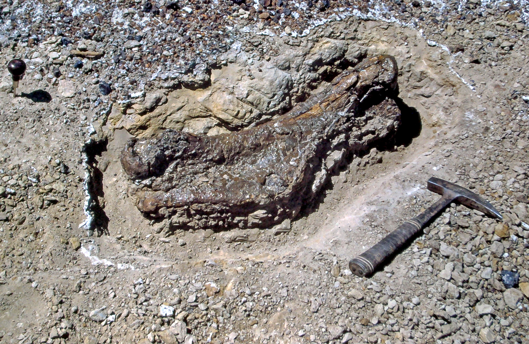 A bone fossil exposed in the dirt and rocks next to a pick axe.