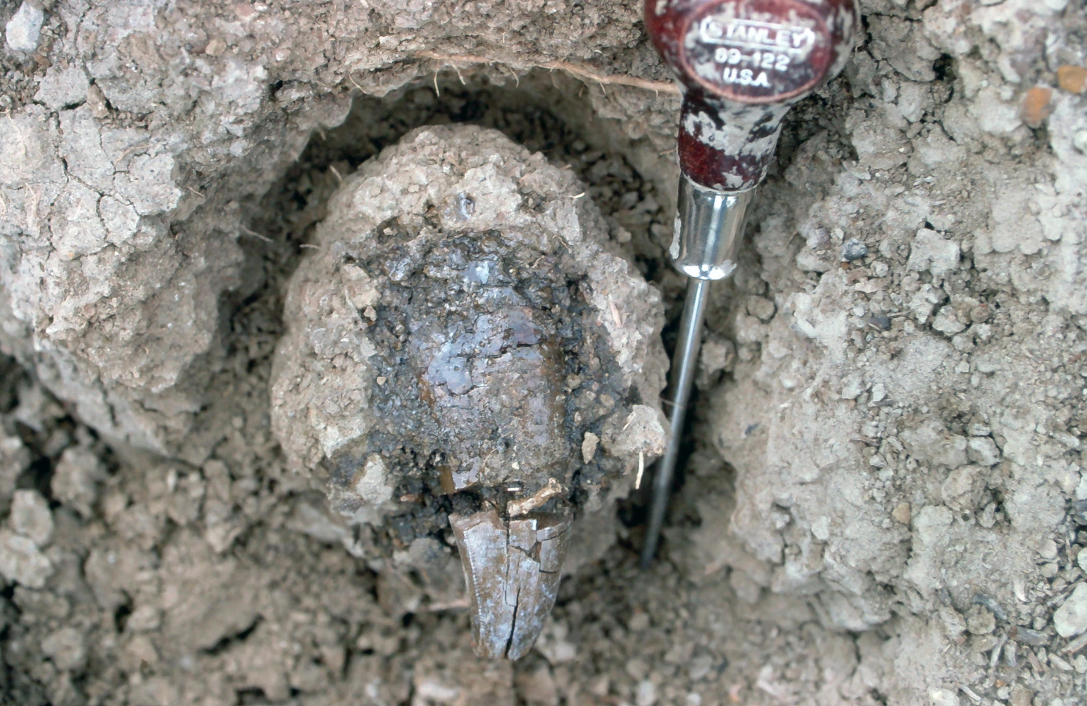 A tooth fossil exposed in the dirt.