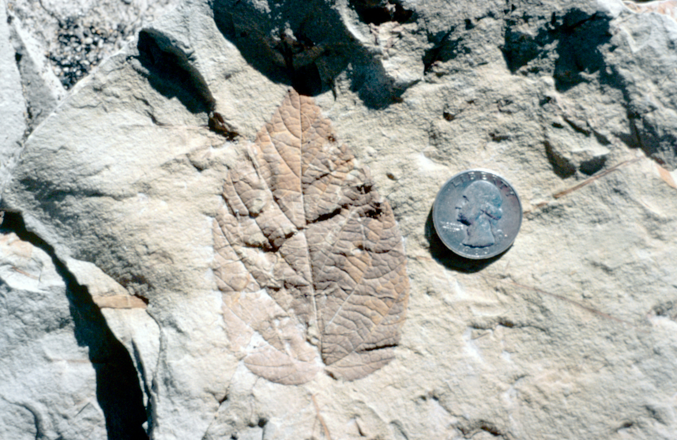 A leaf fossil imprint on a rock next to a quarter for size.