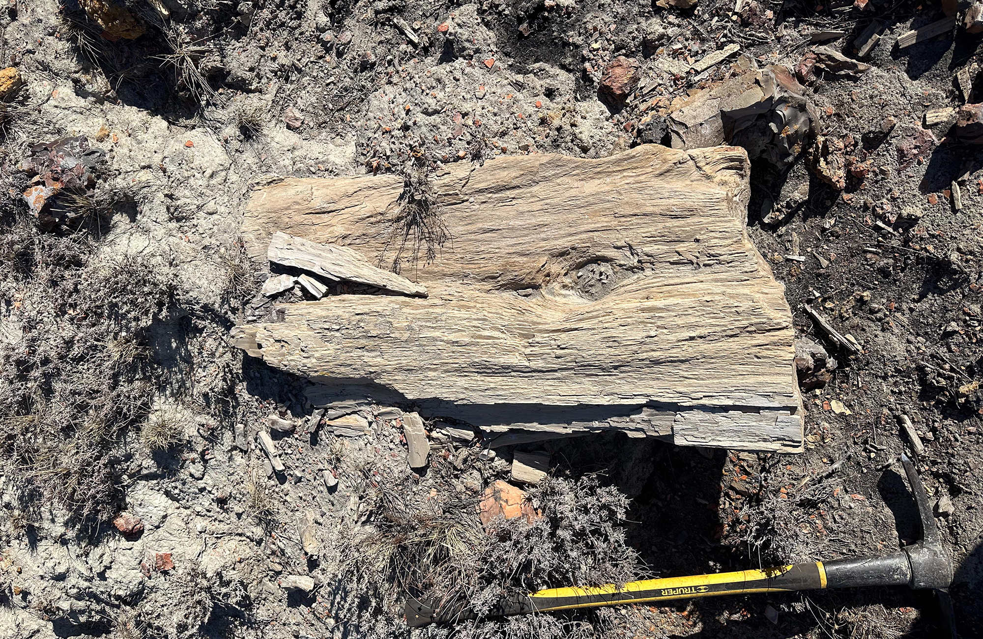 A piece of petrified wood laying on the ground next to a pick axe.