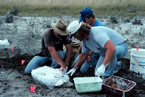 Applying a plaster cast on some of the  Plioplatecarpus bones. (Left to right) Johnathan Campbell, John Hoganson and Mike Hanson