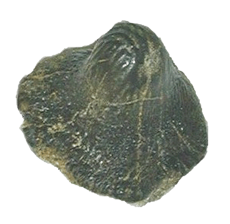 Tooth of Ptychodus