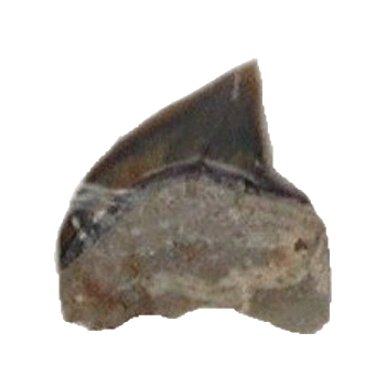 Tooth of the shark, Squalicorax