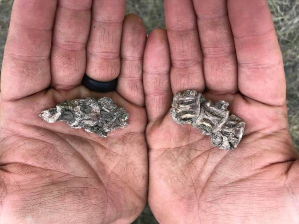 Hands holding two fossils.
