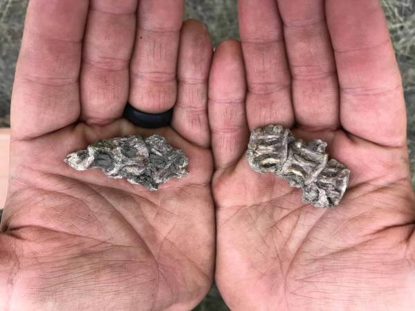 Hands holding two fossils.