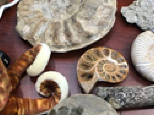 A selection of ammonite fossils and a stuffed octopus