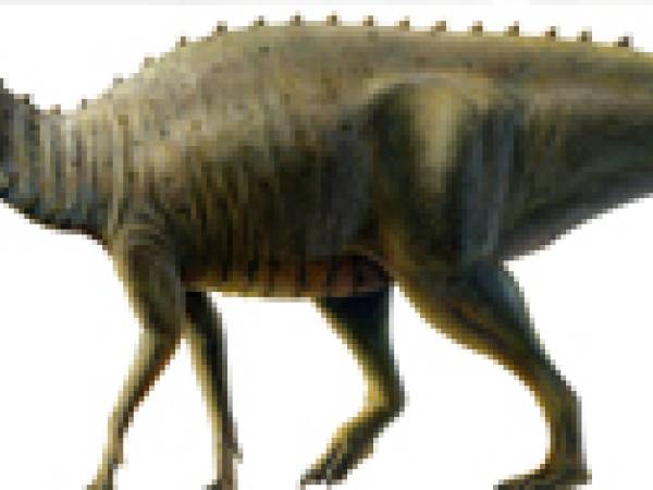 Joe, the baby Parasaurolophus