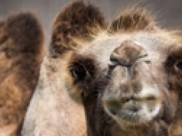 A camel