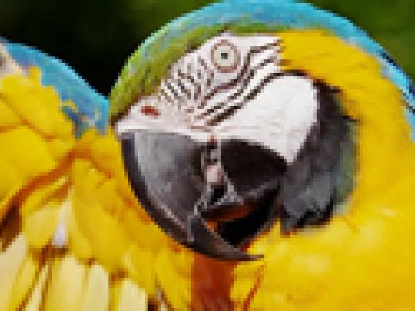 A Macaw showing off colorful feathers
