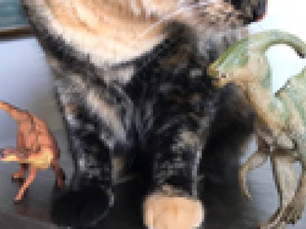 Toy hadrosaurs hanging out with Becky's cat