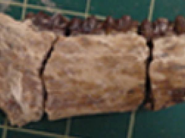 Prehistoric horse jaw