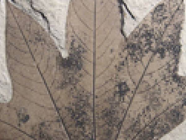 Fossil leaf