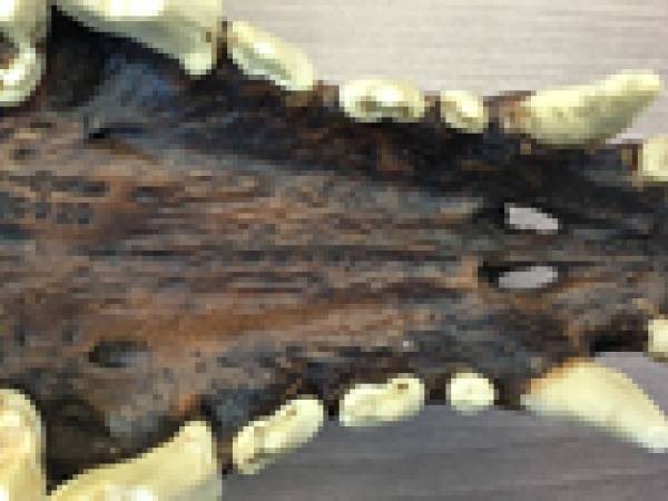 Dire-wolf teeth