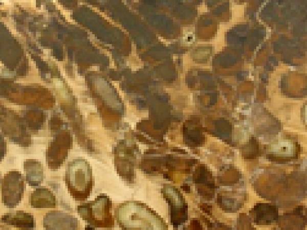 A closeup of Teredo, North Dakota's state fossil