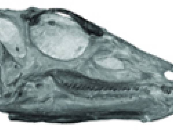 Thescelosaurus skull