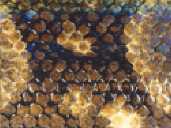 Closeup of snake skin