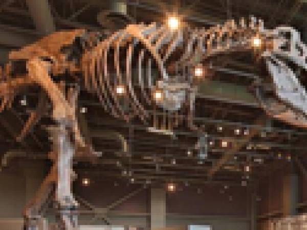Tyrannosaurus skeleton at the Heritage Center