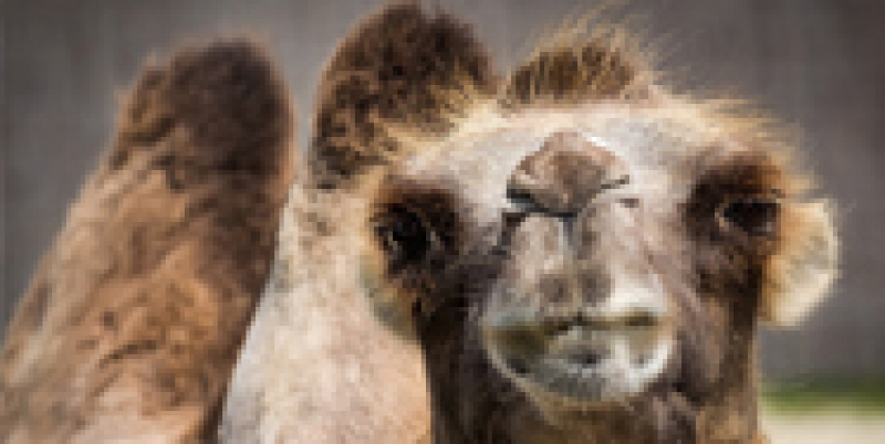 A camel