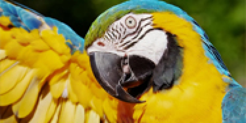 A Macaw showing off colorful feathers
