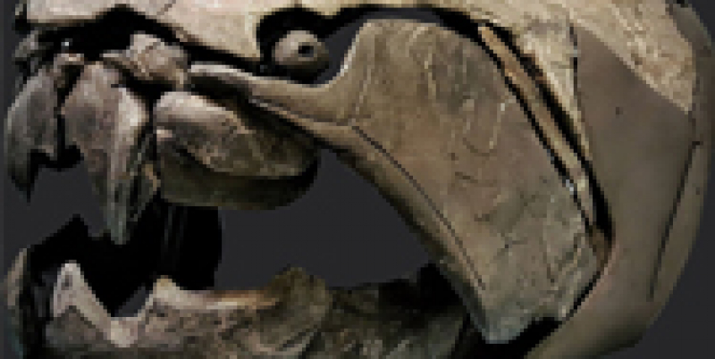 Closeup of a Dunkleosteus skull