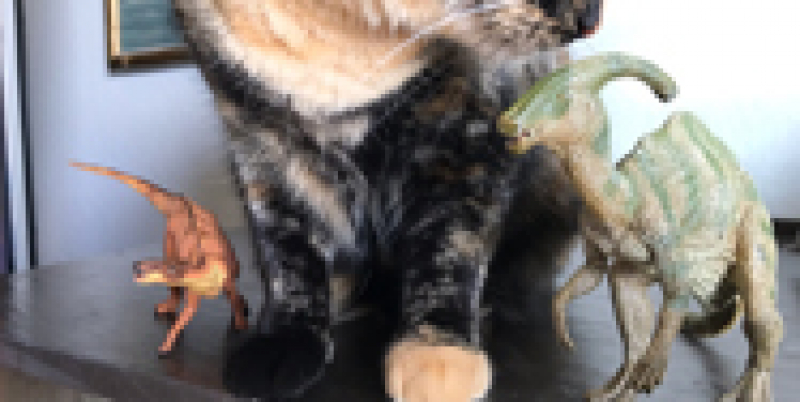 Toy hadrosaurs hanging out with Becky's cat