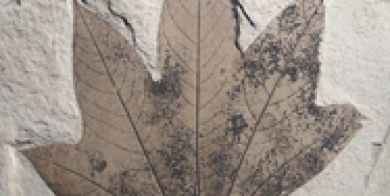 Fossil leaf