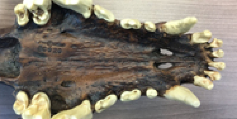 Dire-wolf teeth