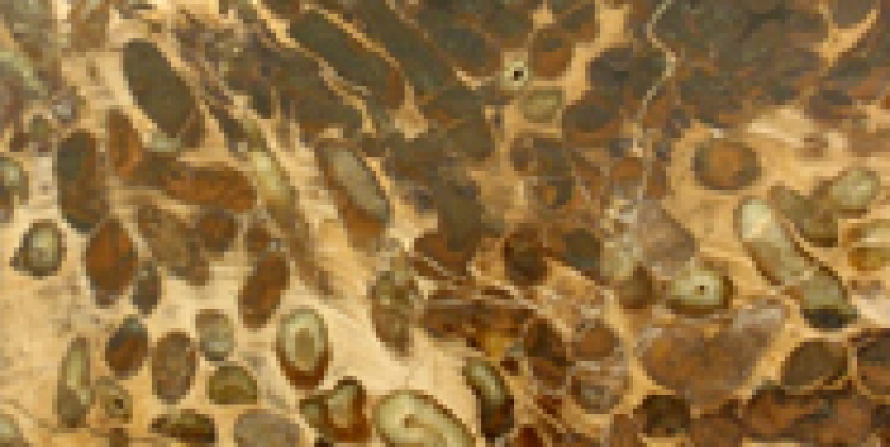 A closeup of Teredo, North Dakota's state fossil