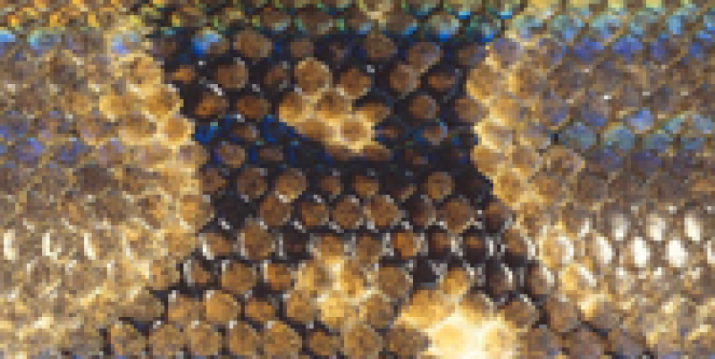 Closeup of snake skin