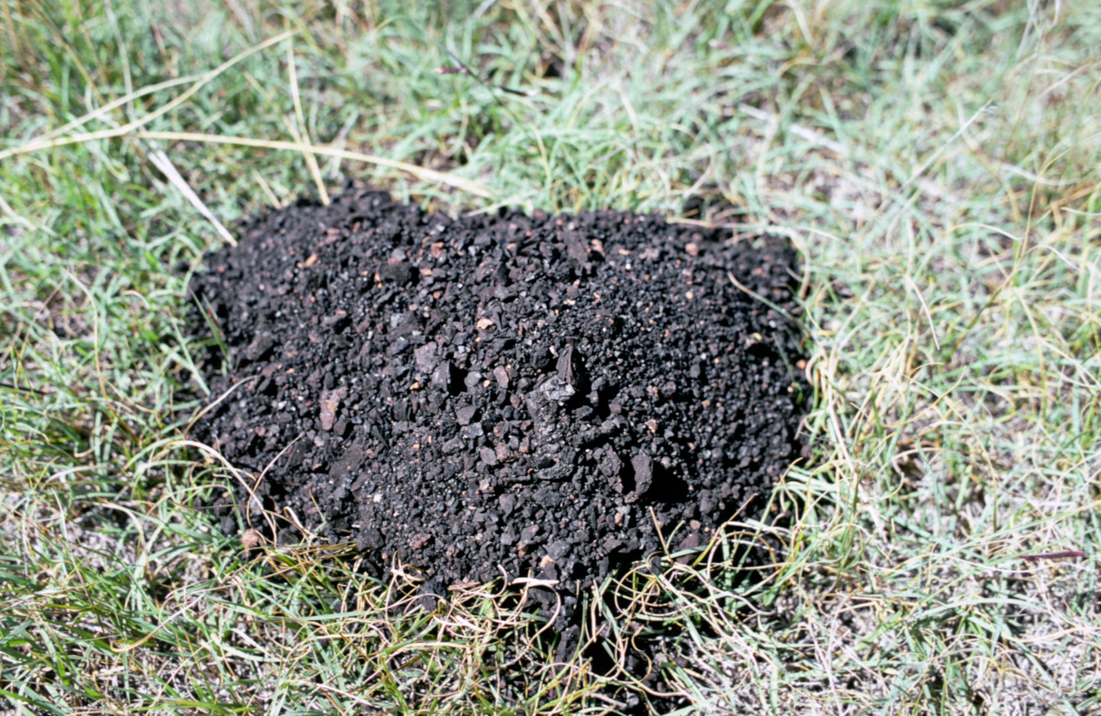 A pile of black matter that looks like coal.