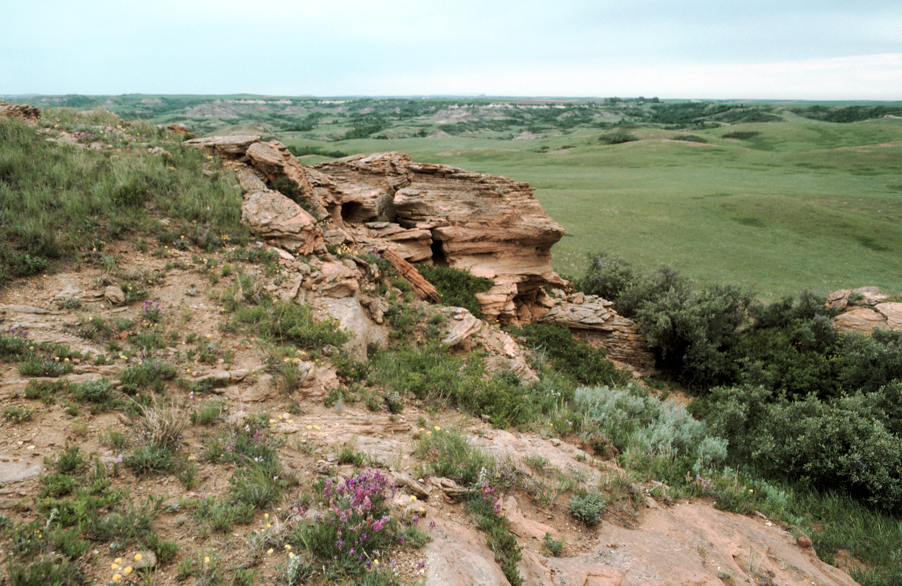 A scene of wildflowers and grass growing on a rock formation.