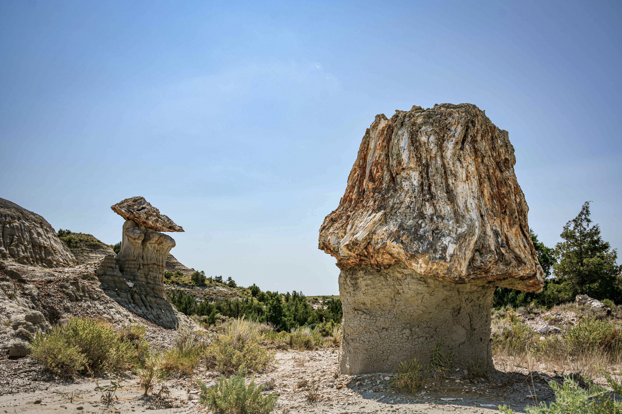 Photo of petrified wood toadstools.