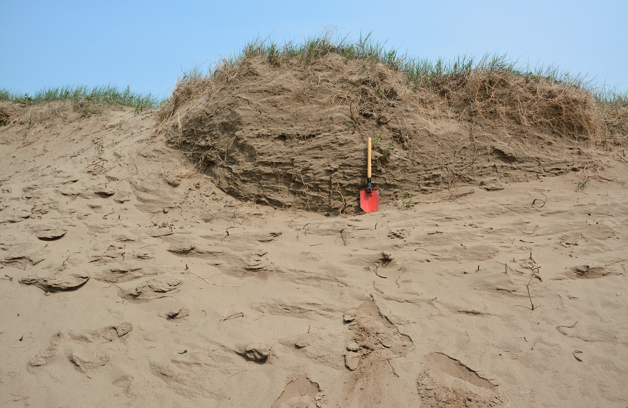 A large hill of sand covered by grass on the top against a blue sky background. A red shovel is placed for scale.