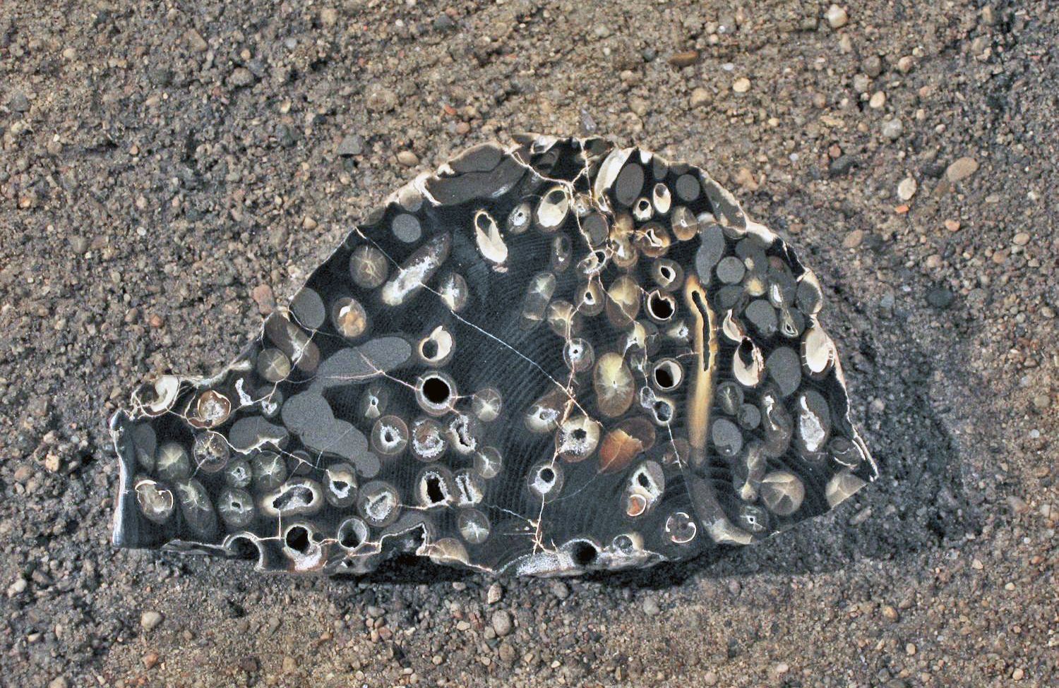 A petrified piece of wood with many small holes.