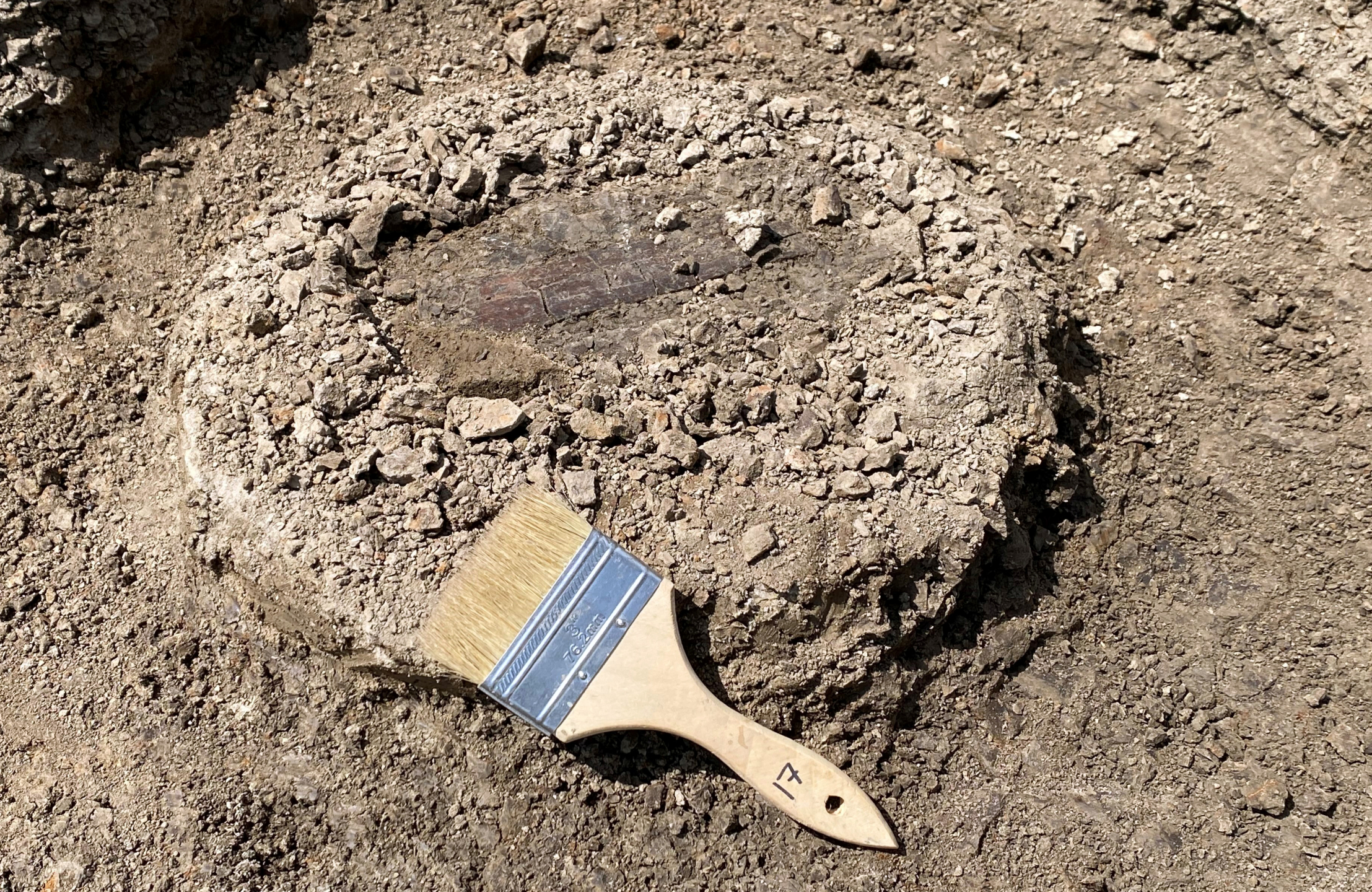 A photo of a brown dinosaur bone fossil in a mound of dirt next to a paintbrush.