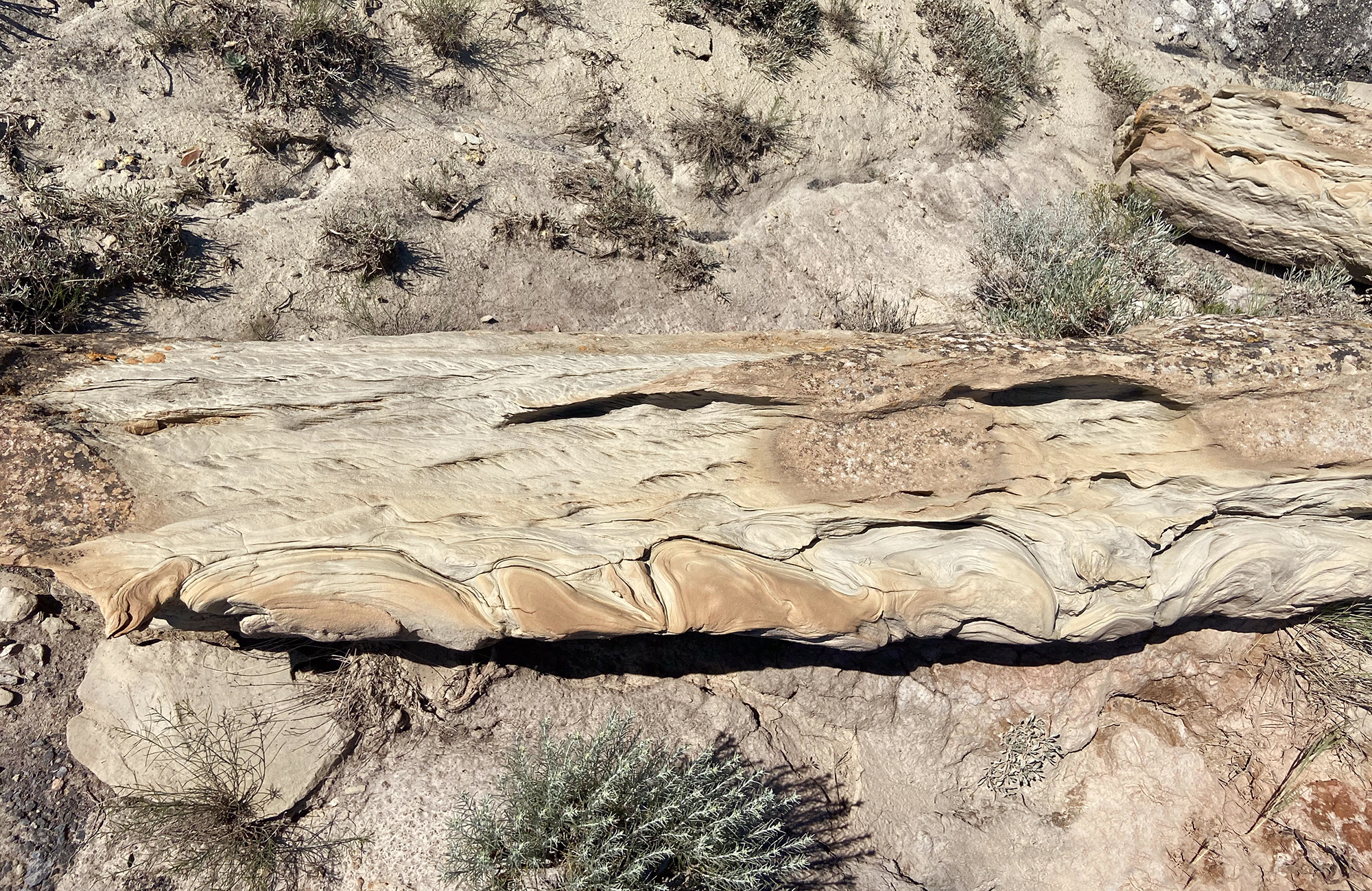 A large piece of light colored petrified wood.
