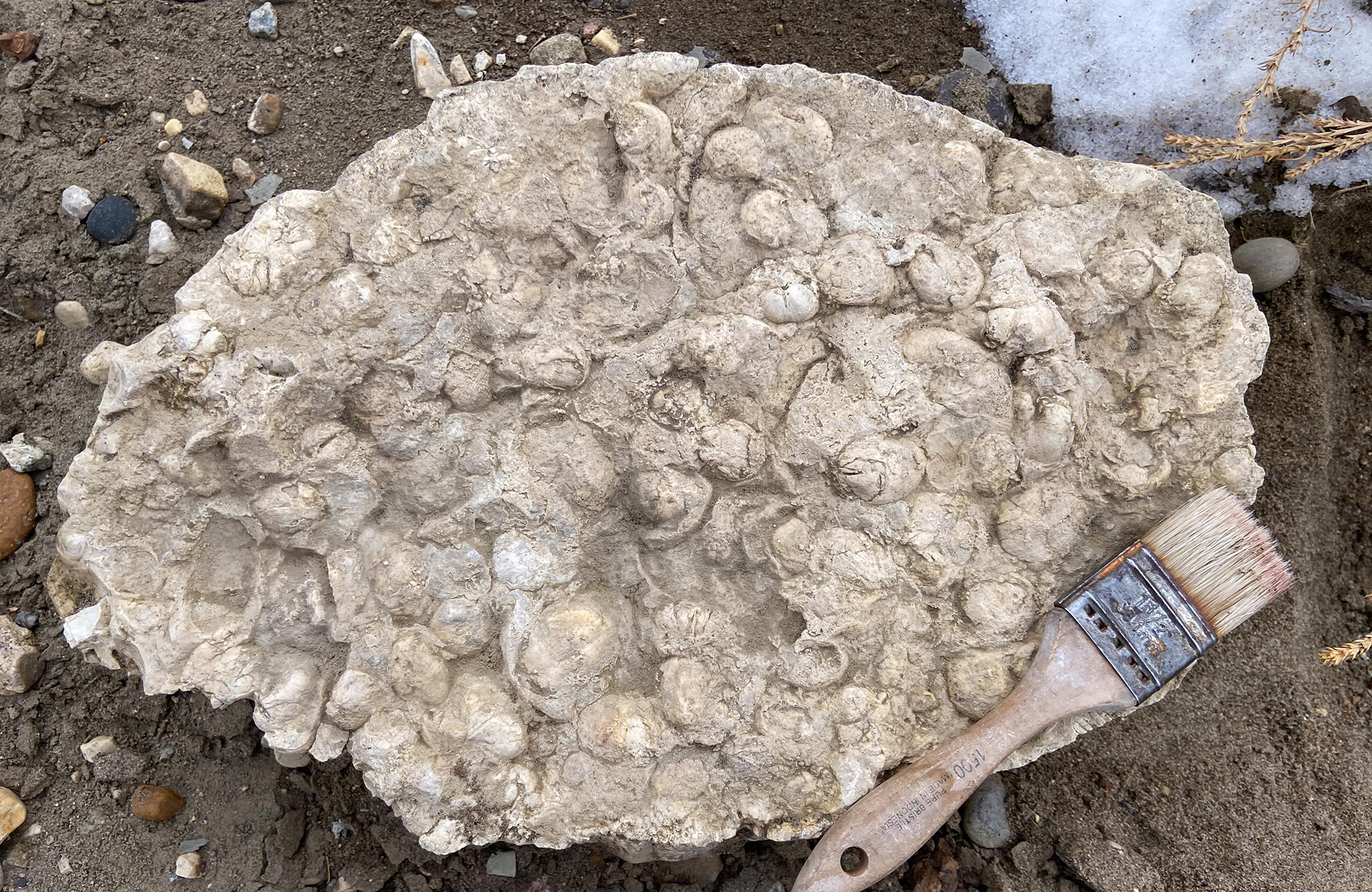 A white rock and a paintbrush laying in the dirt and snow.