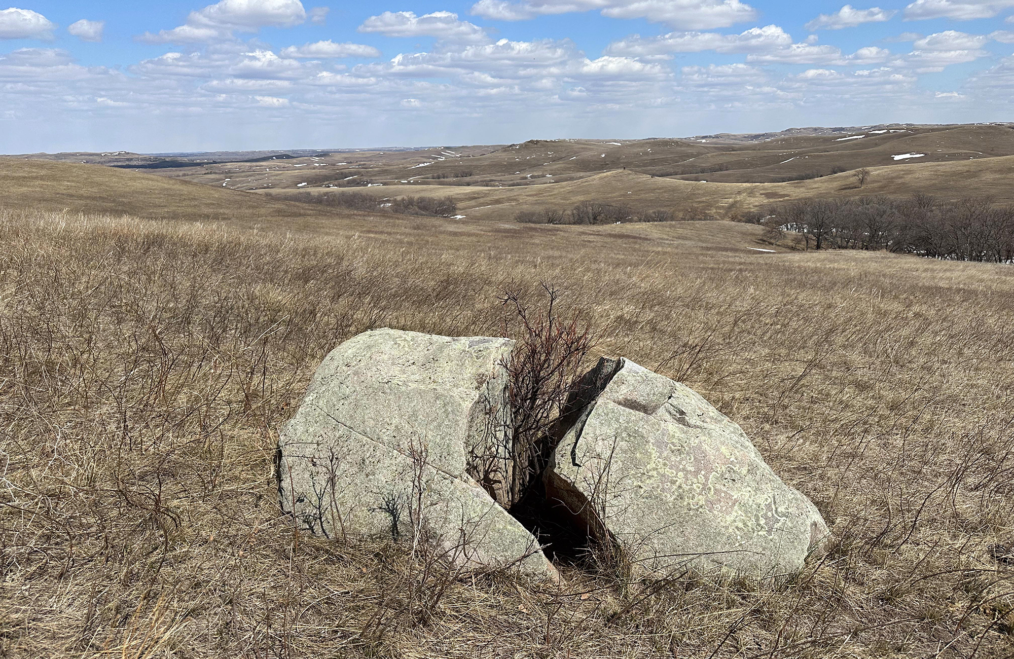 A large rock that is broken and split in half with a tree growing in the middle of the pieces.