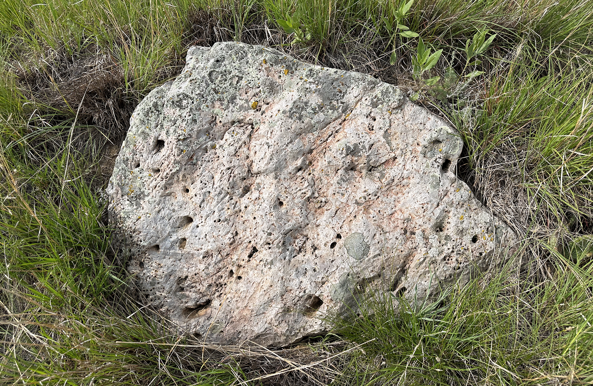 A slightly pink rock with thousands of little holes laying in the grass.