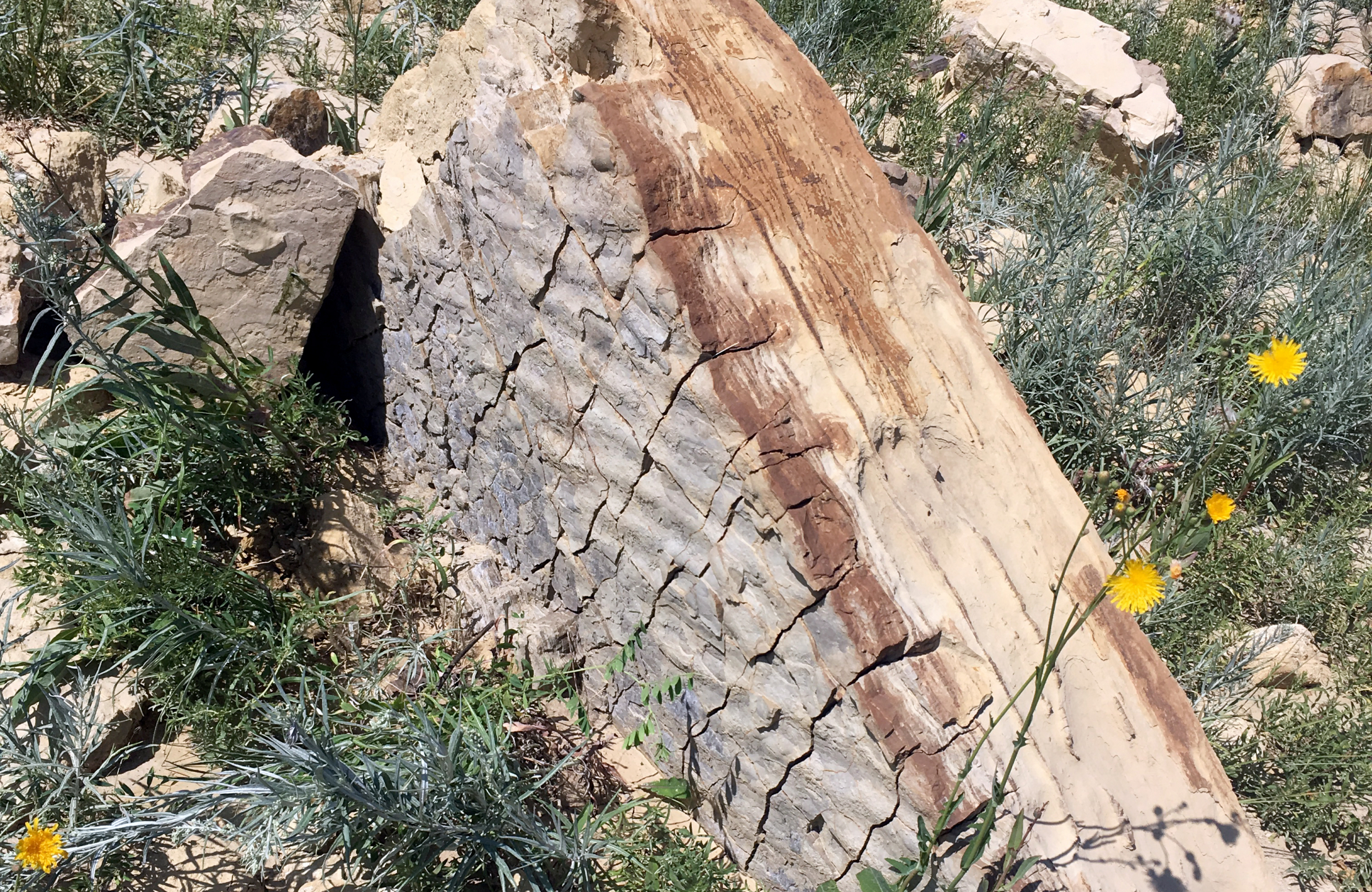 Large rock with a crumbling side laying in the grass and dandelions.