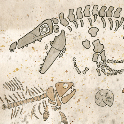Pembina Gorge Fossil Dig - image of mosasaur and fish skeletons