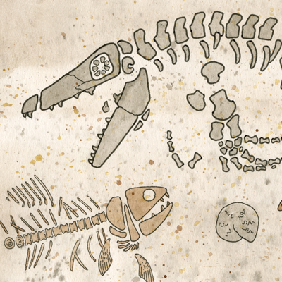 Pembina Gorge Fossil Dig - image of mosasaur and fish skeletons