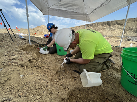 paleontologists stabilizing bones at the site