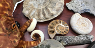 A selection of ammonite fossils and a stuffed octopus
