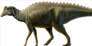 Joe, the baby Parasaurolophus