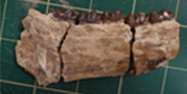Prehistoric horse jaw