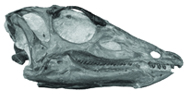 Thescelosaurus skull