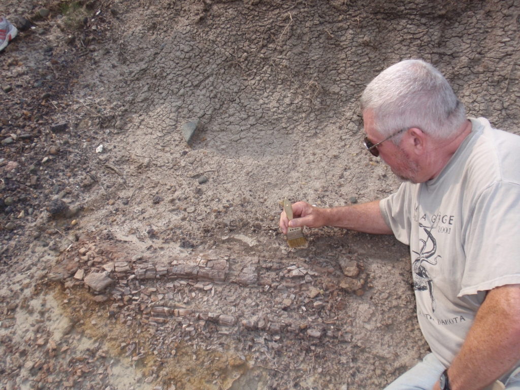 Jim Daly carefully uncovers a 65 million year old dinosaur leg bone
