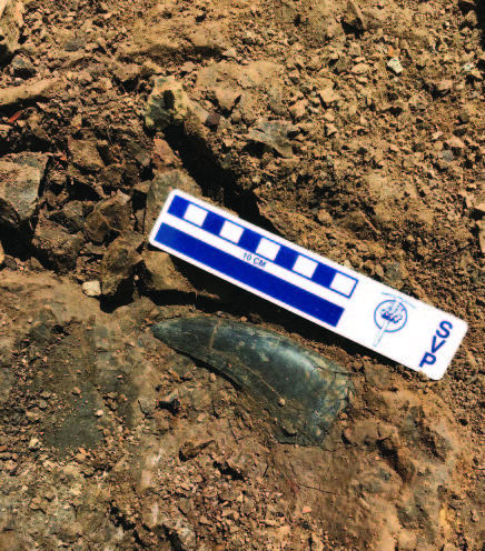 Fossil at dig site