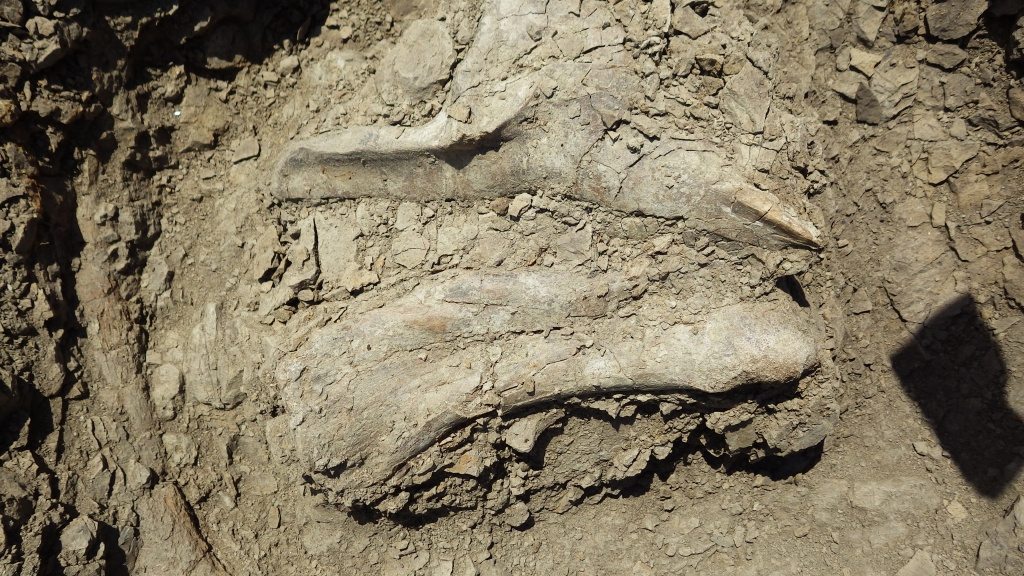 Edmontosaurus maxilla (upper jaw) and metatarsal (foot bone)